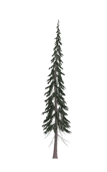Grüne Kiefer Weihnachtsbaum Isoliert Auf Weißem Hintergrund Bannerdesign Illustration — Stockfoto
