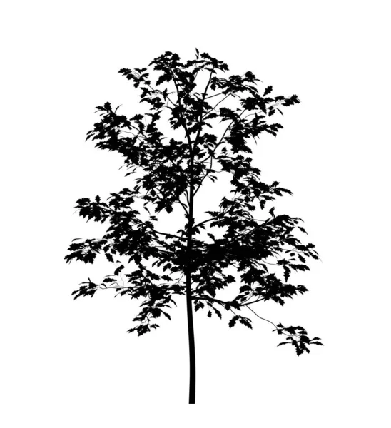 Black Silhouette Deciduous Tree White Background Isolated Garden Element Illustration — Stock Photo, Image