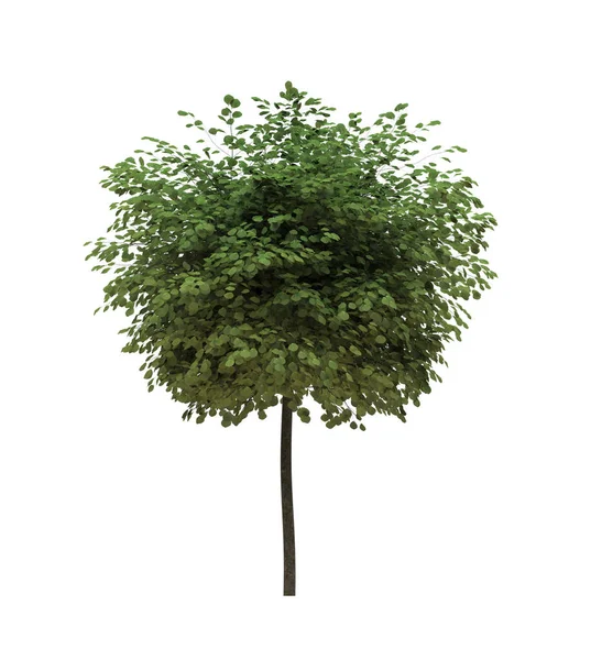 Drzewo Liściaste Białym Tle Izolowany Element Ogrodowy Ilustracja Renderowania — Zdjęcie stockowe