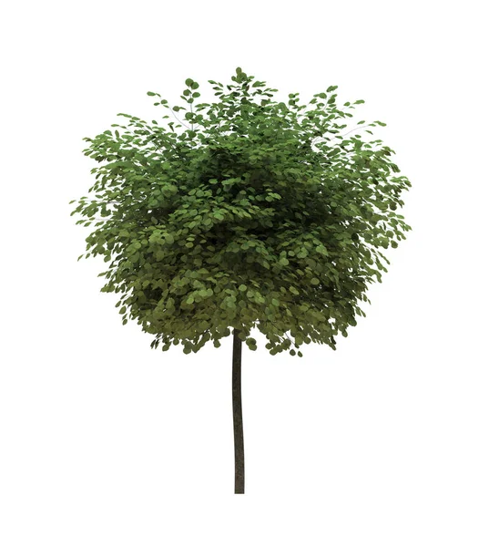 Arbre Caduc Sur Fond Blanc Elément Jardin Isolé Illustration Rendu — Photo