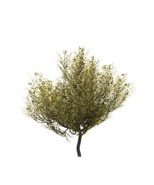 Opadavý Strom Bílém Pozadí Izolovaný Zahradní Prvek Ilustrace Vykreslení — Stock fotografie