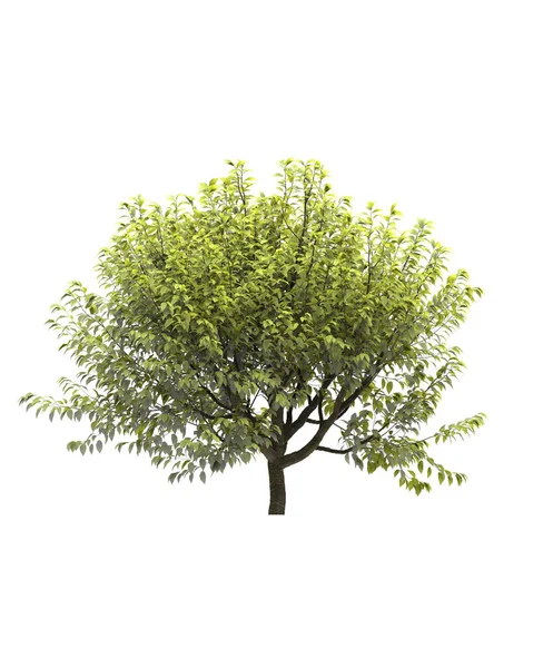 Лиственное Дерево Белом Фоне Изолированный Садовый Элемент Иллюстрация Рендеринг — стоковое фото