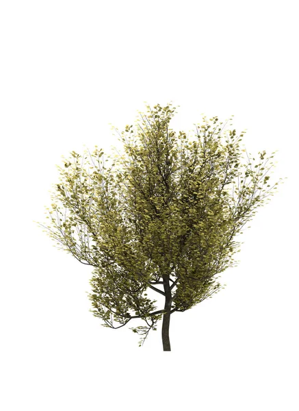 Φυλλοβόλο Δέντρο Λευκό Φόντο Μεμονωμένο Στοιχείο Κήπου Τρισδιάστατη Απεικόνιση Render — Φωτογραφία Αρχείου
