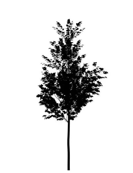 Silhouette Noire Arbre Feuilles Caduques Sur Fond Blanc Elément Jardin — Photo