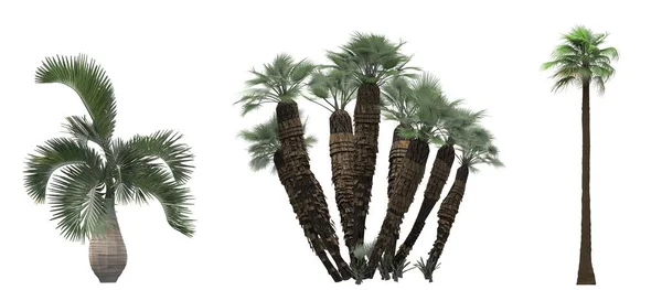 Palmy Białym Tle Izolowany Element Ogrodowy Ilustracja Renderowania — Zdjęcie stockowe