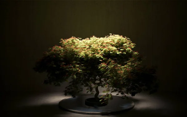 Bonsai Árvore Decorativa Interior Com Paredes Concreto Planta Sala Elegante — Fotografia de Stock