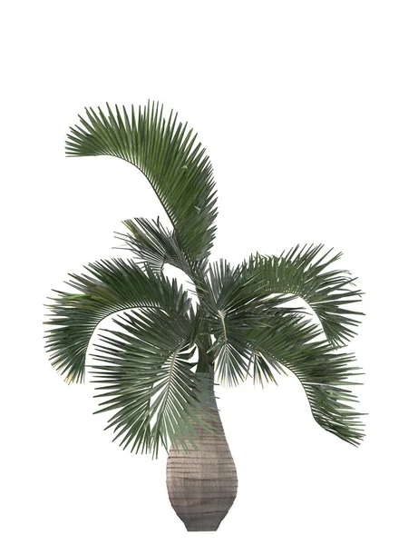 白色背景的棕榈树 孤立花园元素 3D插图 Cg渲染 — 图库照片