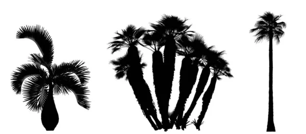 Silhouette Nera Palme Sfondo Bianco Elemento Giardino Isolato Illustrazione Rendering — Foto Stock