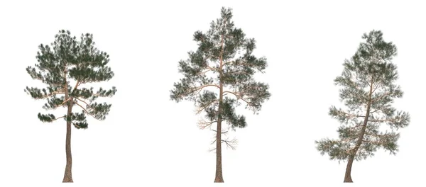 绿色的松树 被白色背景隔离的圣诞树 横幅设计 3D插图 — 图库照片