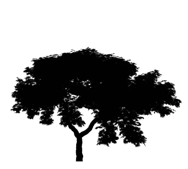Beyaz Arka Planda Siyah Yaprak Döken Ağaç Silueti Zole Bahçe — Stok fotoğraf