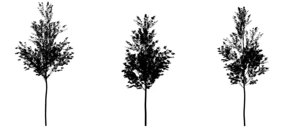 Silhueta Preta Árvores Caducas Fundo Branco Elemento Isolado Jardim Ilustração — Fotografia de Stock