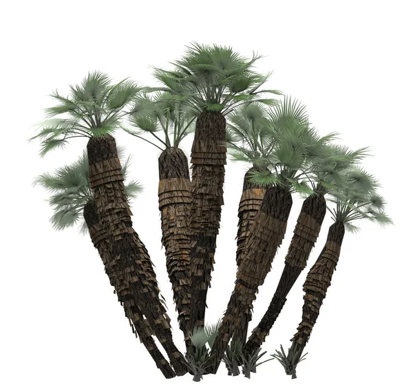 Palmbomen Witte Achtergrond Geïsoleerd Tuinelement Illustratie Render — Stockfoto