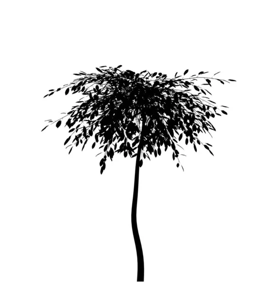 Černá Silueta Opadavého Stromu Bílém Pozadí Izolovaný Zahradní Prvek Ilustrace — Stock fotografie