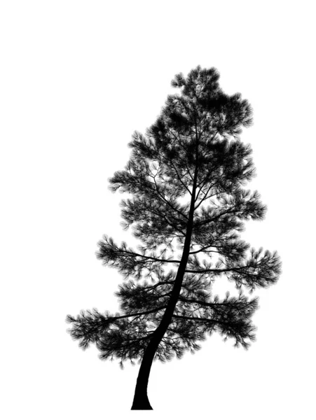Černá Silueta Borovice Vánoční Strom Izolovaný Bílém Pozadí Návrh Nápisu — Stock fotografie