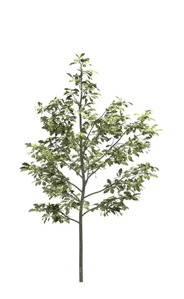 白色背景上的落叶树 孤立花园元素 3D插图 Cg渲染 — 图库照片