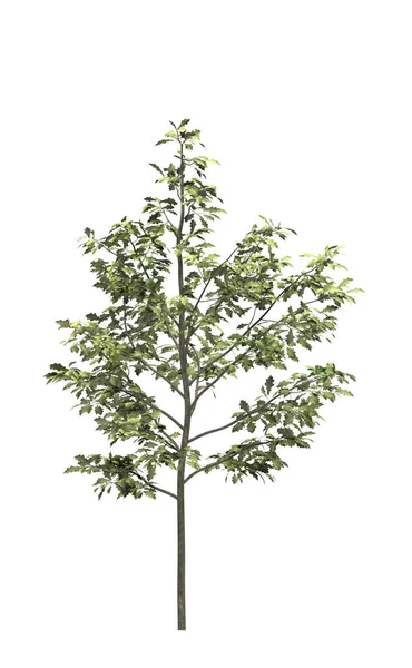 Deciduous Tree White Background Isolated Garden Element Illustration Render — Stock Photo, Image