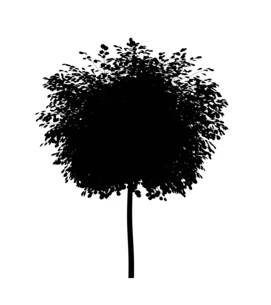 Silhouette Noire Arbre Feuilles Caduques Sur Fond Blanc Elément Jardin — Photo