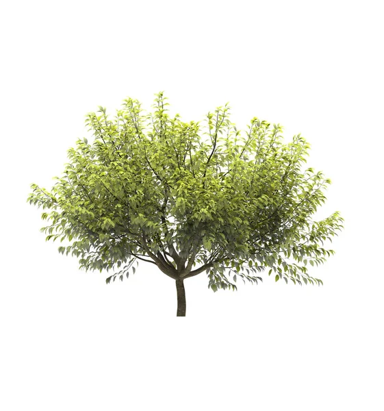 Deciduous Tree White Background Isolated Garden Element Illustration Render — Stock Photo, Image