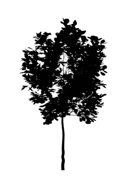 Black Silhouette Deciduous Tree White Background Isolated Garden Element Illustration — Stock Photo, Image