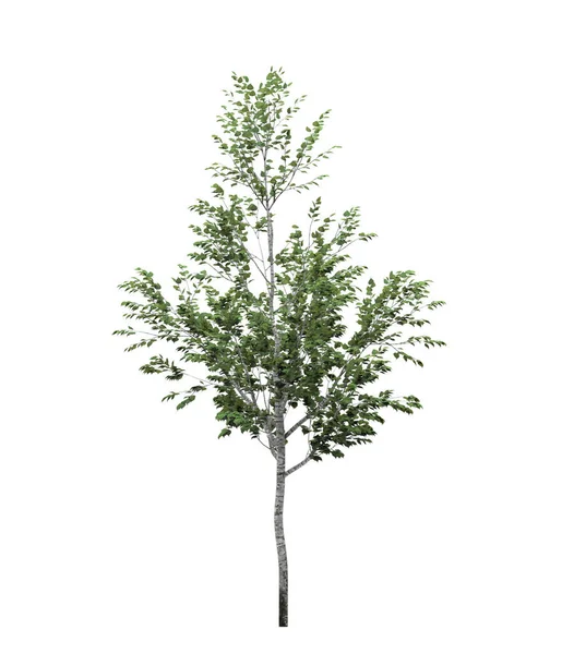 Albero Deciduo Sfondo Bianco Elemento Giardino Isolato Illustrazione Rendering — Foto Stock