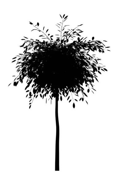 Чорний Силует Листяного Дерева Білому Тлі Ізольований Садовий Елемент Ілюстрація — стокове фото