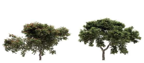 Drzewa Liściaste Białym Tle Izolowane Elementy Ogrodowe Ilustracja Renderowania — Zdjęcie stockowe