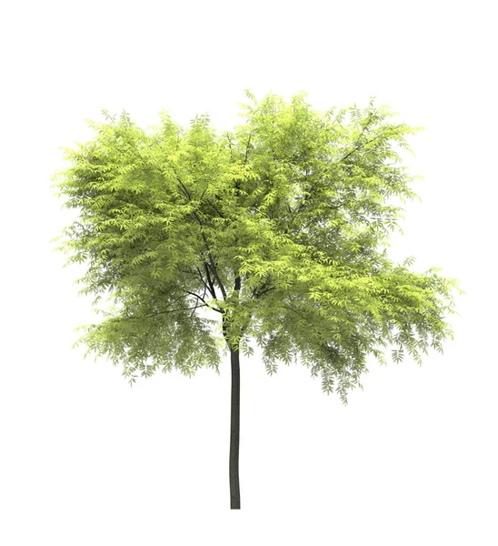 Drzewo Liściaste Białym Tle Izolowany Element Ogrodowy Ilustracja Renderowania — Zdjęcie stockowe