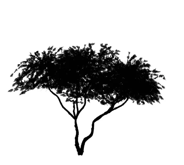 Silhouette Nera Albero Deciduo Sfondo Bianco Elemento Giardino Isolato Illustrazione — Foto Stock