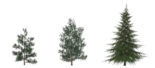 Green Pine Christmas Trees Isolated White Background Banner Design Illustration Stock Photo