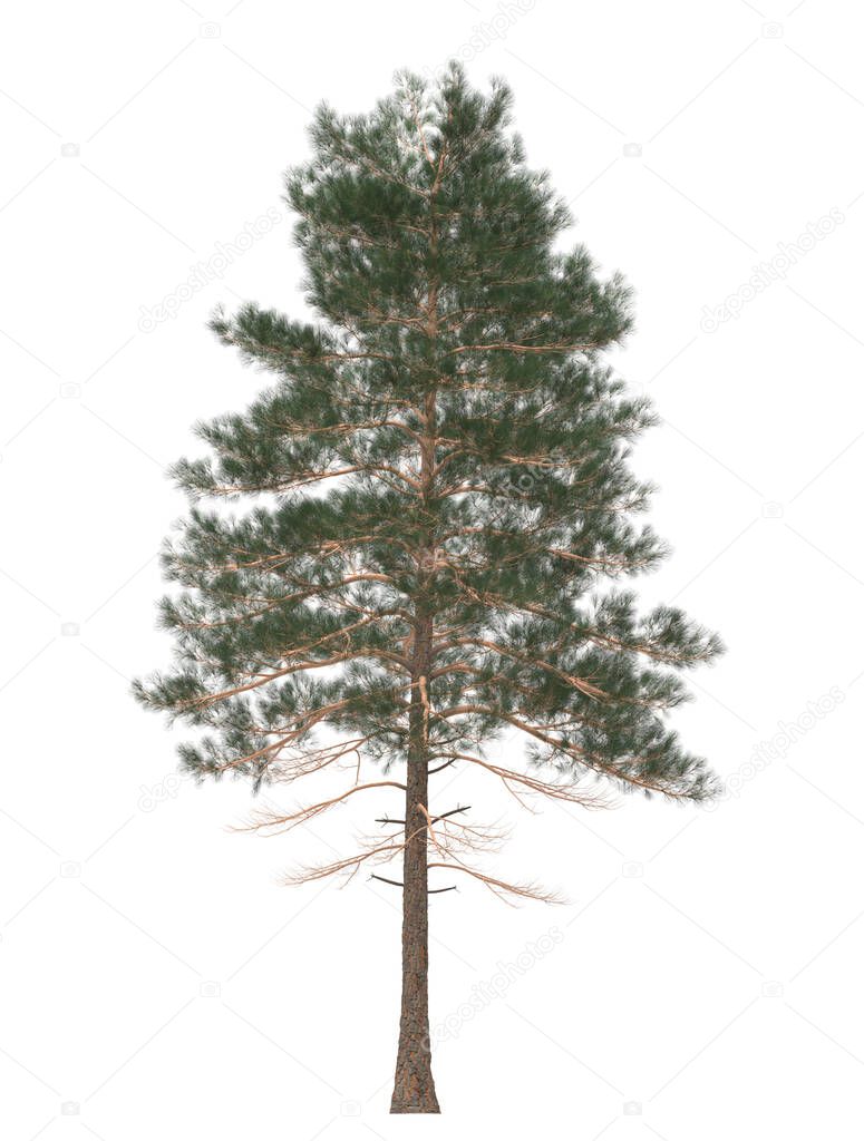 Green Pine, christmas tree isolated on white background. Banner design, 3D illustration
