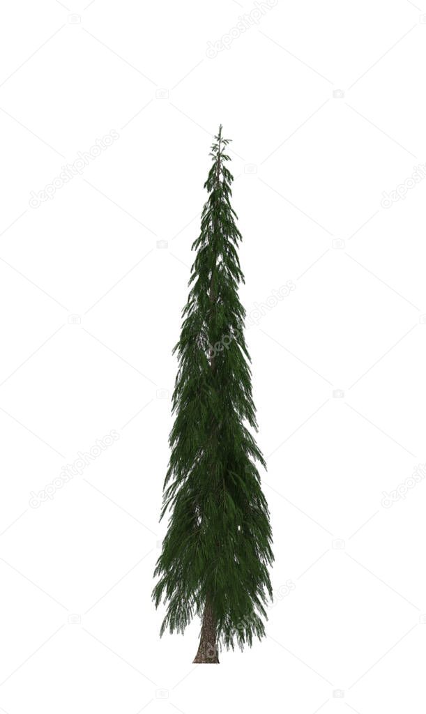 Green Pine, christmas tree isolated on white background. Banner design, 3D illustration