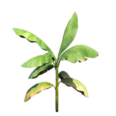 Beyaz arkaplanda izole edilmiş palmiye ağacı, 3 boyutlu illüstrasyon, cg canlandırma