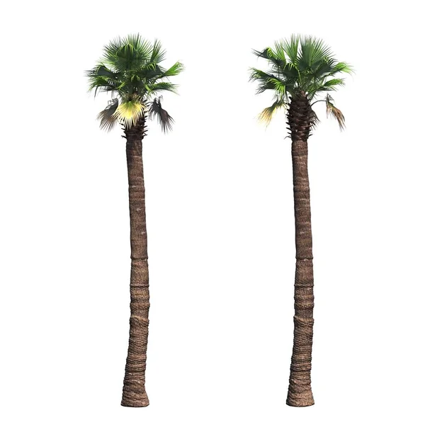 Palmbomen Geïsoleerd Witte Achtergrond Illustratie Render — Stockfoto