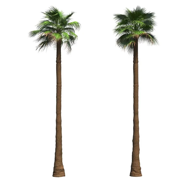Palmbomen Geïsoleerd Witte Achtergrond Illustratie Render — Stockfoto