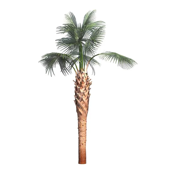 Palmera Aislada Sobre Fondo Blanco Ilustración Renderizado —  Fotos de Stock