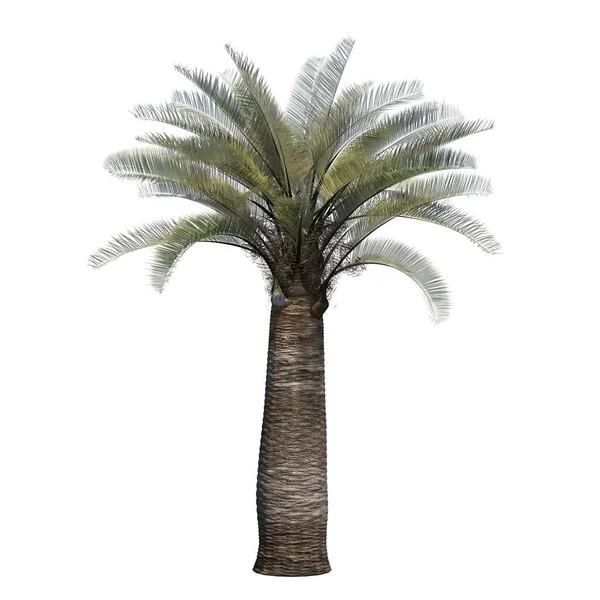 在白色背景上隔离的棕榈树 3D插图 Cg渲染 — 图库照片
