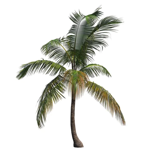 Palm Tree Isolated White Background Illustration Render — Stock Photo, Image