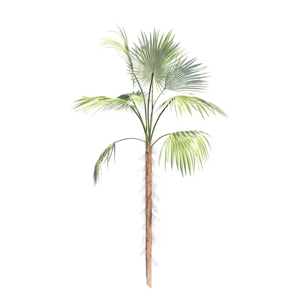 Palmera Aislada Sobre Fondo Blanco Ilustración Renderizado —  Fotos de Stock