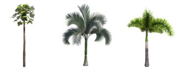 Beyaz arkaplanda izole edilmiş palmiye ağaçları, 3 boyutlu illüstrasyon, cg oluşturma