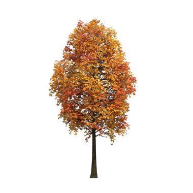 sonbahar yaprakları beyaz arkaplanda izole