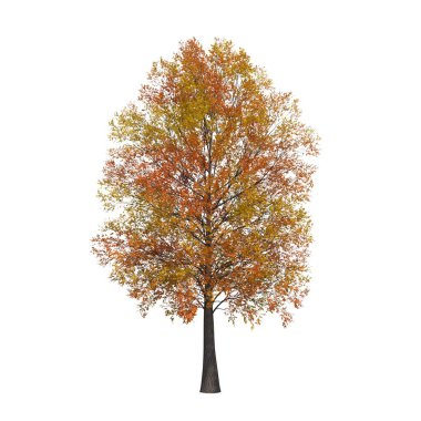 sonbahar ağacı beyaz arkaplanda izole edildi