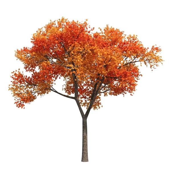 Podzimní Strom Izolované Bílém Pozadí — Stock fotografie