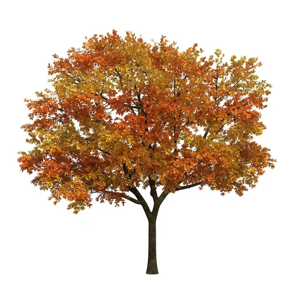 白地に孤立した秋の木 — ストック写真