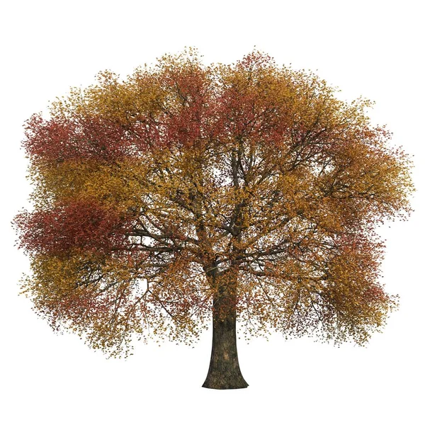 Árvore Outono Isolada Fundo Branco — Fotografia de Stock