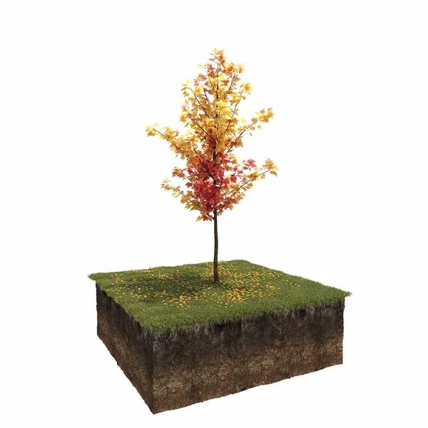 Herbst Baum Isoliert Auf Weißem Hintergrund — Stockfoto