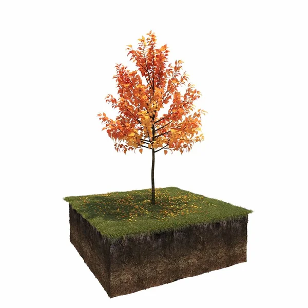 Árvore Outono Isolada Fundo Branco — Fotografia de Stock