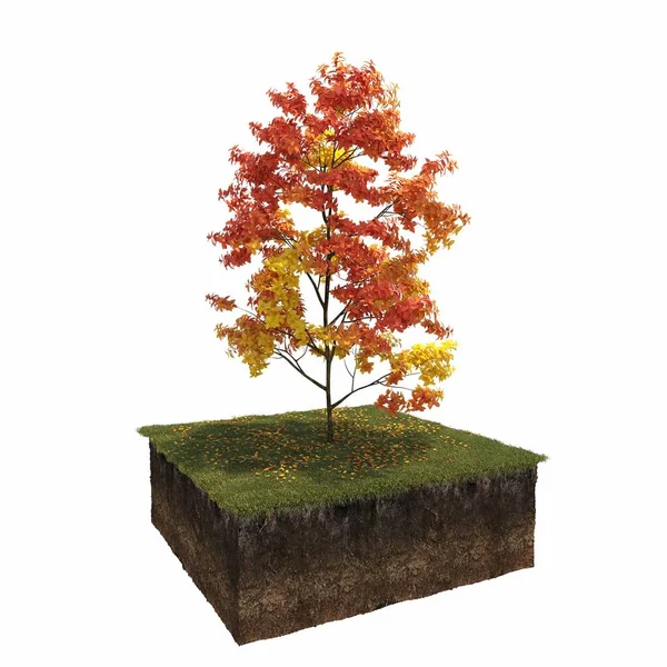 Herbst Baum Isoliert Auf Weißem Hintergrund — Stockfoto