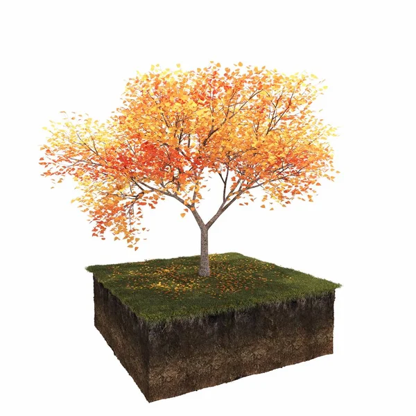 Höst Träd Isolerad Vit Bakgrund — Stockfoto