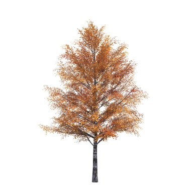 sonbahar ağacı beyaz arkaplanda izole edildi