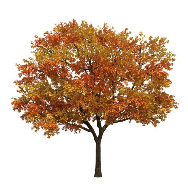 sonbahar ağacı beyaz arkaplanda izole edildi